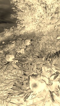 Sepia + Negatyw