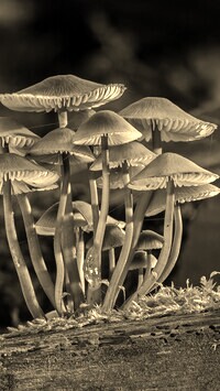Szary + Sepia