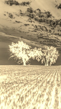 Sepia + Negatyw