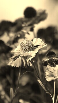 Szary + Sepia