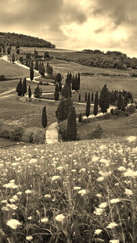 Sepia