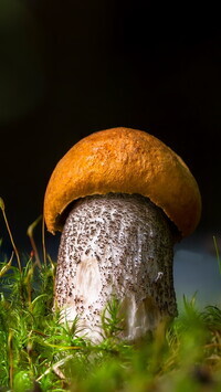 Oryginalny obrazek