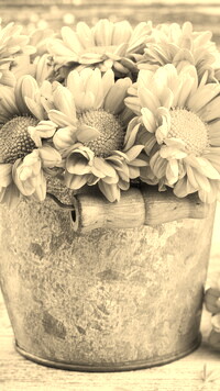 Szary + Sepia