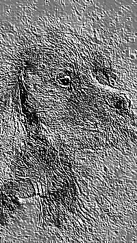 Skamielina
