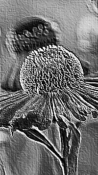 Skamielina
