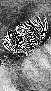 Skamielina
