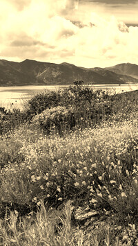Sepia