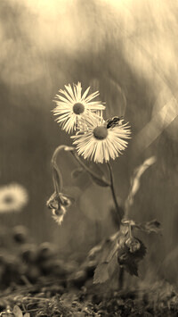 Szary + Sepia