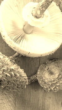 Szary + Sepia