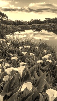 Szary + Sepia
