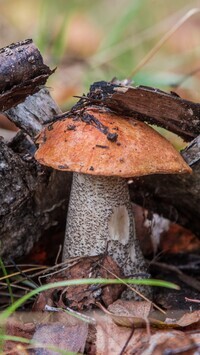 Oryginalny obrazek