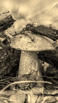 Sepia