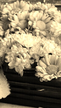 Szary + Sepia