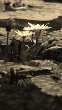 Szary + Sepia