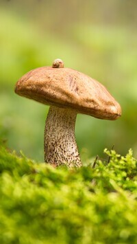 Oryginalny obrazek