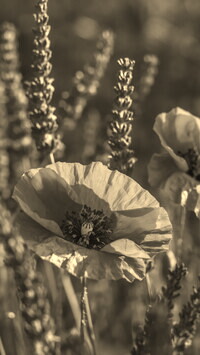 Szary + Sepia