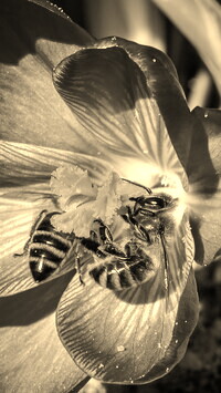 Sepia