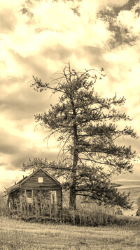 Szary + Sepia