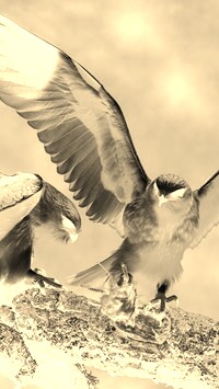 Sepia + Negatyw