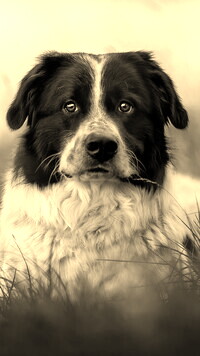 Szary + Sepia