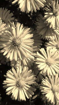 Szary + Sepia