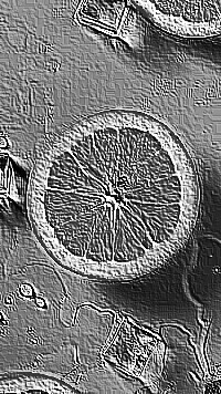 Skamielina