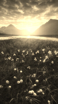 Sepia