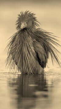 Szary + Sepia