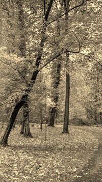 Szary + Sepia
