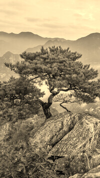 Szary + Sepia