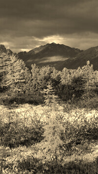 Szary + Sepia