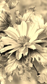 Sepia