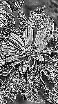 Skamielina