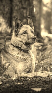 Sepia