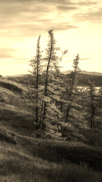 Szary + Sepia