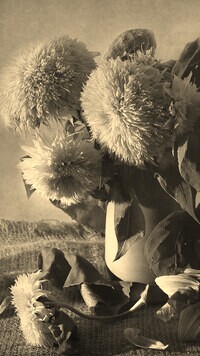Szary + Sepia