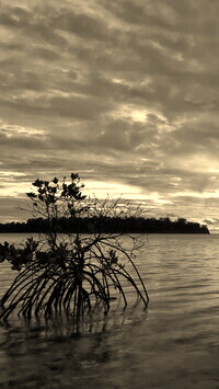 Sepia