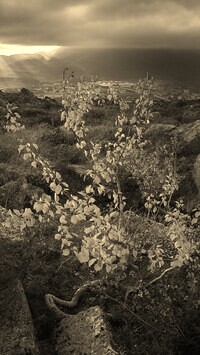 Szary + Sepia