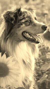 Szary + Sepia