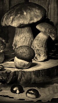 Szary + Sepia