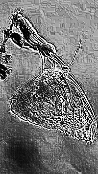Skamielina