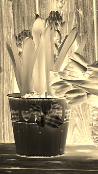 Sepia + Negatyw