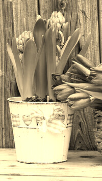 Szary + Sepia