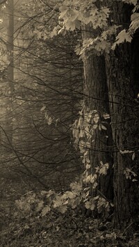 Szary + Sepia