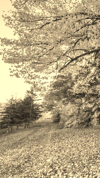 Szary + Sepia
