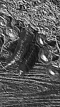 Skamielina