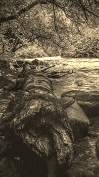 Sepia
