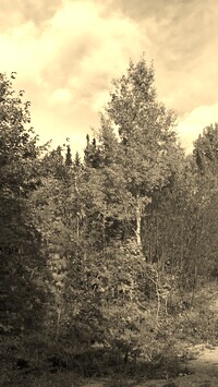 Szary + Sepia