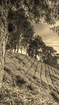 Sepia