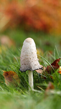 Oryginalny obrazek